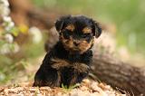 YORKSHIRE TERRIER 569